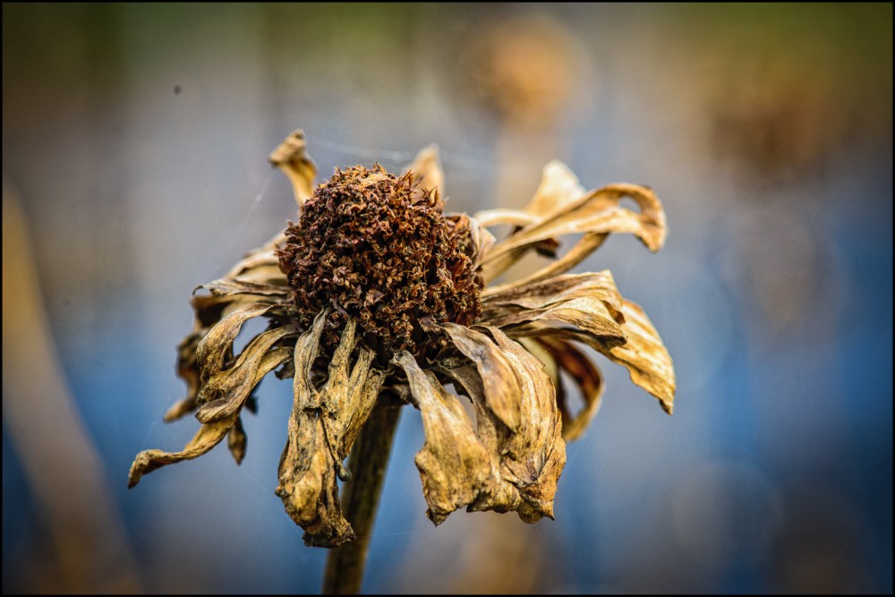 dead-flowers-2